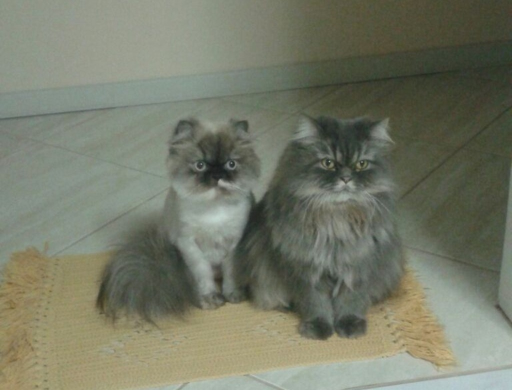 coe e sam